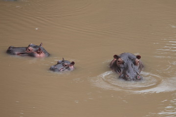 Fototapeta premium hippopotamus family in water