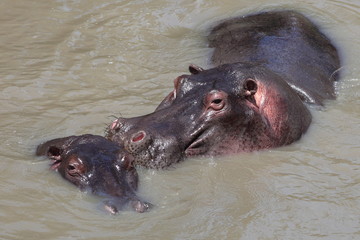 Hippo family in water