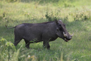 Wild warthog