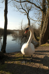 łabędzie © marsad