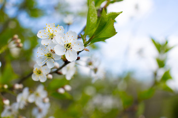spring tree