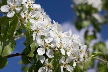 spring tree