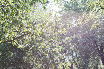 spring tree