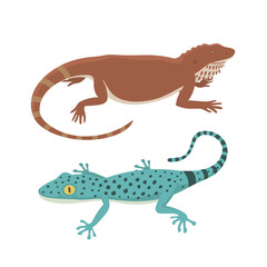Different kind of lizard reptile isolated vector illustration.