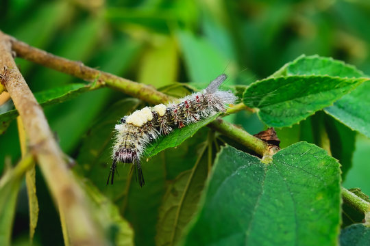 woolly worm