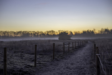 Naklejka premium Weg in nebligem Feld an einem frühen Wintermorgen