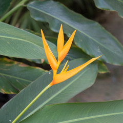 Bird of paradise flower, soft focus with green leaves
