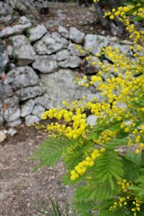 Blooming mimosa branch