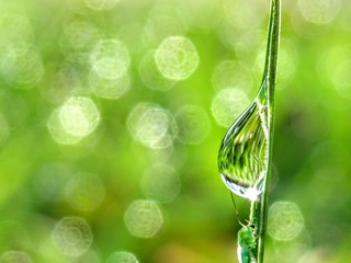 drop of dew on grass
