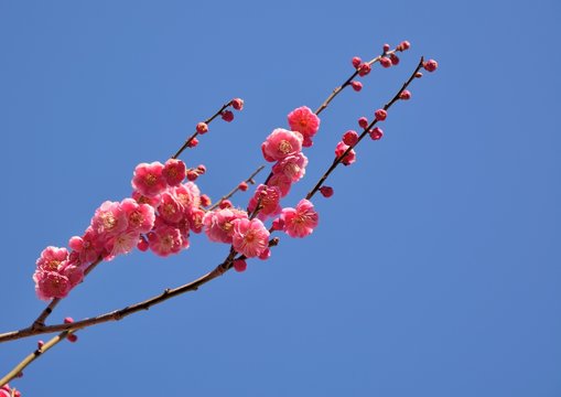 Pink or red japanese plum blossoms in early spring