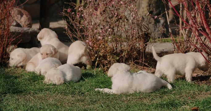 adult mom dog labrador retriever with a lot of puppies in the farm yard for a walk on a Sunny day