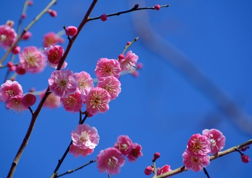 Pink or red japanese plum blossoms in early spring