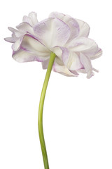 tulip flower isolated