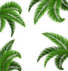 Green Palm Tree Leaves Isolated on White