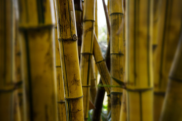 Yellow tropical bamboo grove
