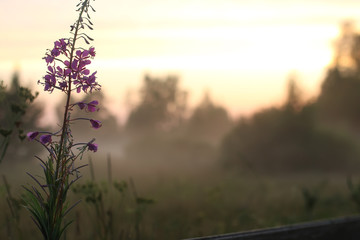 sunset flower fog