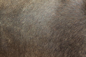 Black fur