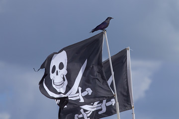 Fototapeta premium American crow (Corvus brachyrhynchos) Fort Myers beach Gulf Coast Florida USA