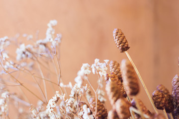 Close-up Dried flower