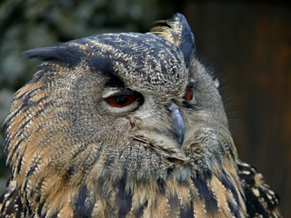Great Owls face portrait. Winking  owl.Owl  eye