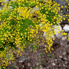 Blooming mimosa branch