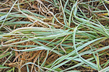 Green grass with hoarfrost