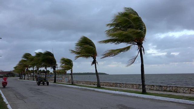 Palm trees on the strong wind at the sea walk promenade of Caibarien. Villa Clara, Cuba