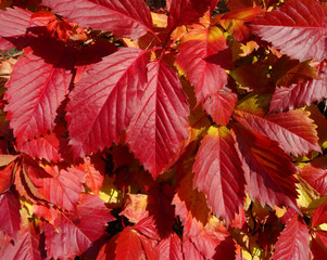 Red leaves wild grapes.