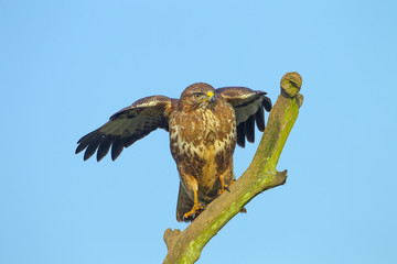Buzzard Buteo buteo perched on dead oak branch against a blue-sky