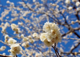 Double flowers of white japanese plum blossoms under blue sky