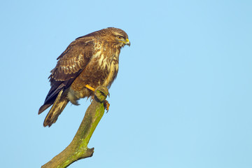Buzzard Buteo buteo perched on dead oak branch against a blue-sky