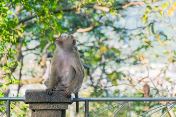 Macaque monkey standing on the fence in Khao Rang hill, Phuket, Thailand