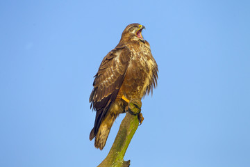 Buzzard Buteo buteo perched on dead oak branch against a blue-sky