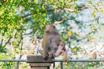 Macaque monkey standing on the fence in Khao Rang hill, Phuket, Thailand