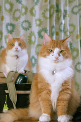 二匹の猫　正面
