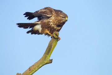 Buzzard Buteo buteo perched on dead oak branch against a blue-sky