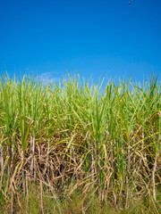 sugarcane field with blue sky background