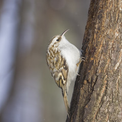 Small bird Eurasian or Common Treecreeper, Certhia familiaris, close-up portrait on tree with bokeh background, selective focus, shallow DOF