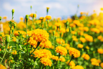 Marigold garden in the daytime.