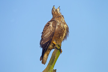 Buzzard Buteo buteo perched on dead oak branch against a blue-sky