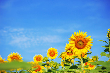 Sunflower with a blue sky.