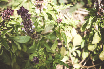 sunlight over leaves