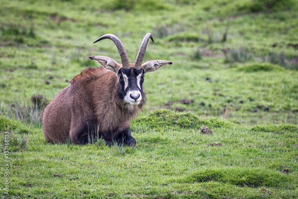 Poster a lonely roan antelope lying on the grass facing forward