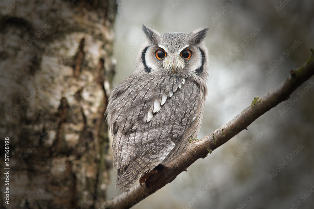 Poster A close up portrait of a white faced stops owl perched in a tree and looking directly down towards the camera