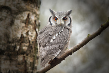 A close up portrait of a white faced stops owl perched in a tree and looking directly down towards the camera