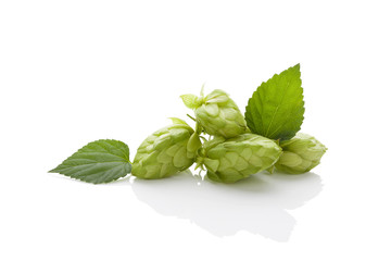 Hops isolated.