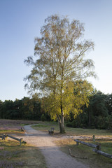 Birke (Betula), Weg, Naturschutzgebiet Westruper Heide, Haltern am See, Münsterland, Nordrhein-Westfalen, Deutschland