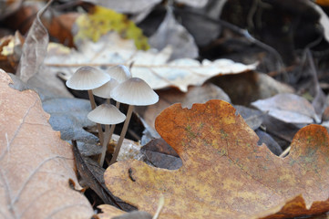 Group of small mushrooms growing between leaves on forest floor
