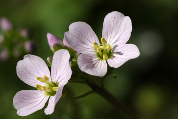 lovely wildflower