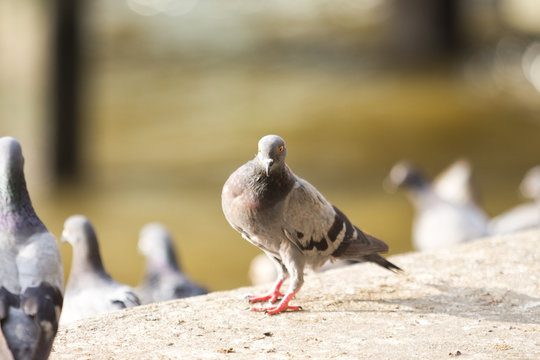 The Dove,  animal, park, nature, Background images